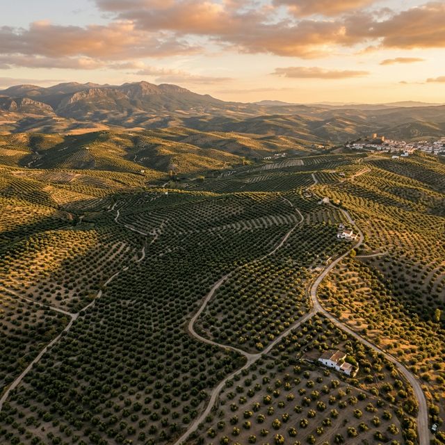 Vista aérea de los extensos olivares de Jaén, Andalucía, al atardecer con luz dorada sobre las colinas mediterráneas
